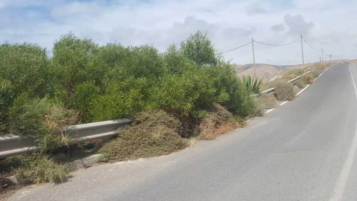 CC en Betancuria advierte de la peligrosidad que puede desprenderse del mal estado de conservación y limpieza de las vías municipales