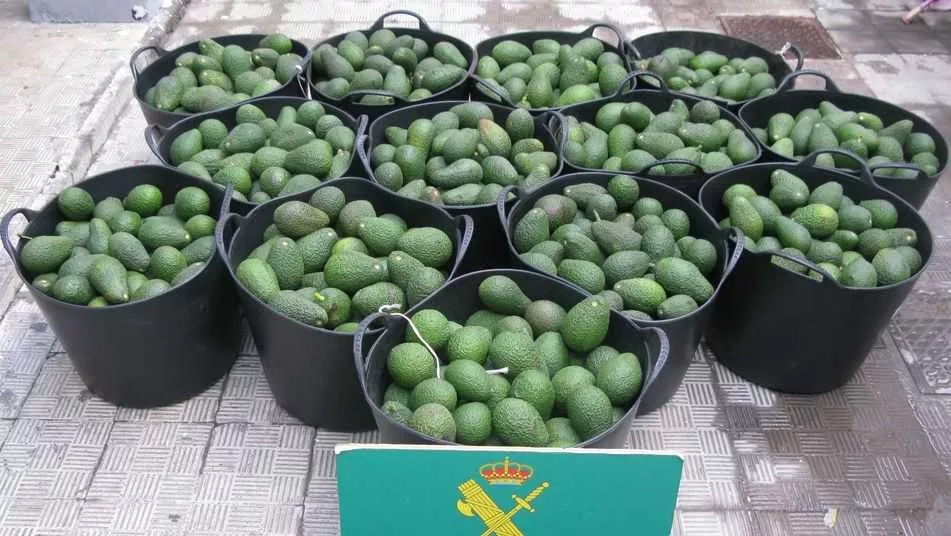 La Guardia Civil los relaciona con el hurto continuado de esta fruta en varias fincas de La Palma durante 2017 y 2018