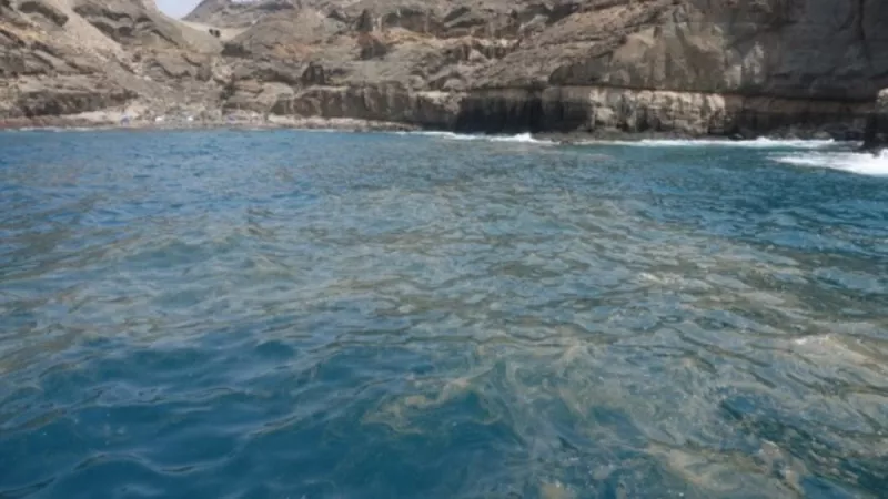 Acumulación de 'microalgas' en las costas canarias.