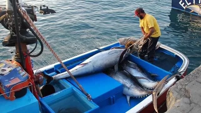 El sector pesquero canario ha recogido en tan sólo siete días el cupo asignado para la pesca del atún rojo en el archipiélago
