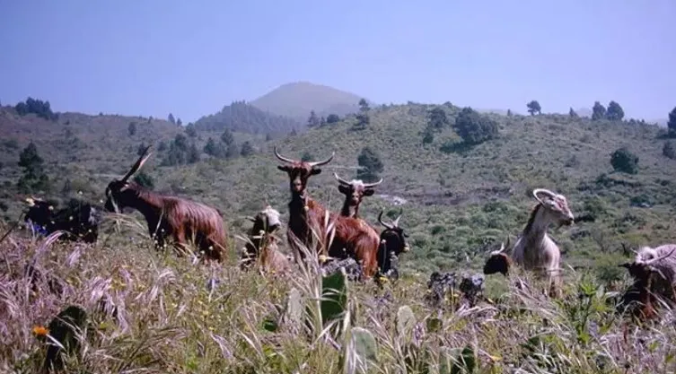 Las cabras controlarían los montes
