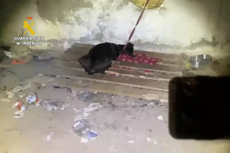 Imagen de unos de los animales maltratados. /Cedida