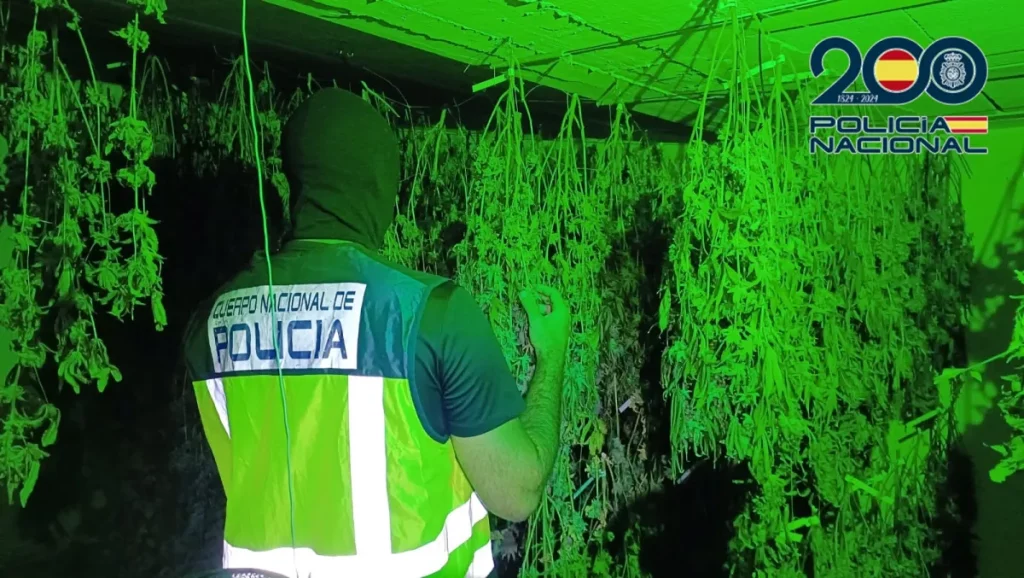 La Policía Nacional detiene a cuatro personas por cultivo y tráfico de marihuana en el sur de Tenerife