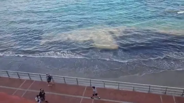 Bloom de microalgas en Las Canteras.