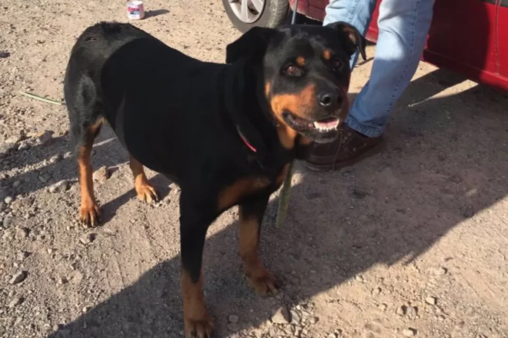 Envenenamiento de perros