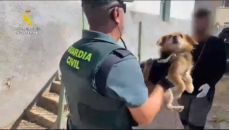 Uno de los 15 perros rescatados por la Guardia Civil.