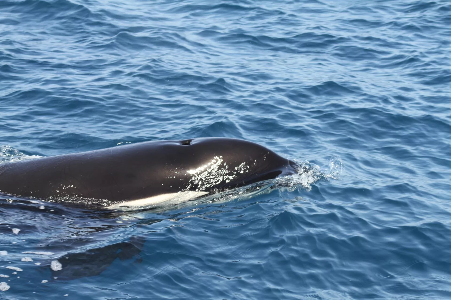 Una orca en el océano