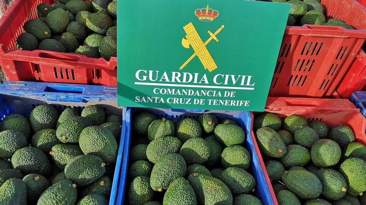 La Guardia Civil investiga a 16 personas acusadas de robar 2.800 kg de aguacates en fincas del norte de Tenerife