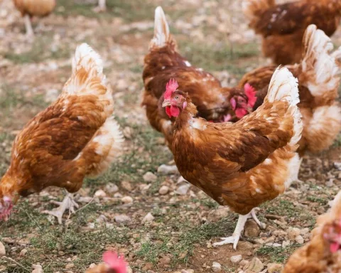 Ya entra en vigor el confinamiento de aves de corral para evitar la gripe aviar