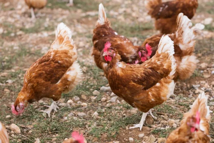 Ya entra en vigor el confinamiento de aves de corral para evitar la gripe aviar