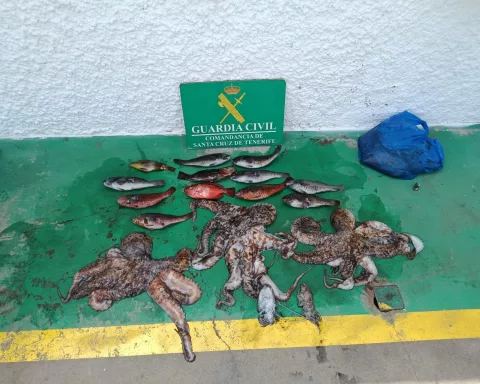 Tres varones pillados con 22 kg de pulpos y peces pescados ilegalmente en zona prohibida de Candelaria.