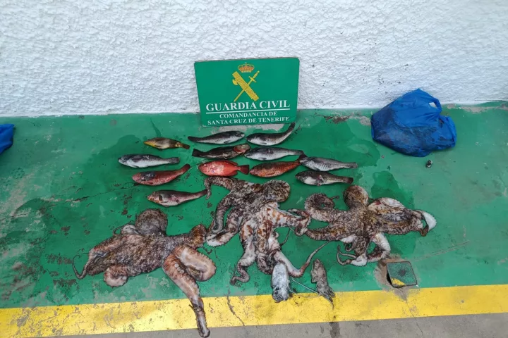 Tres varones pillados con 22 kg de pulpos y peces pescados ilegalmente en zona prohibida de Candelaria.