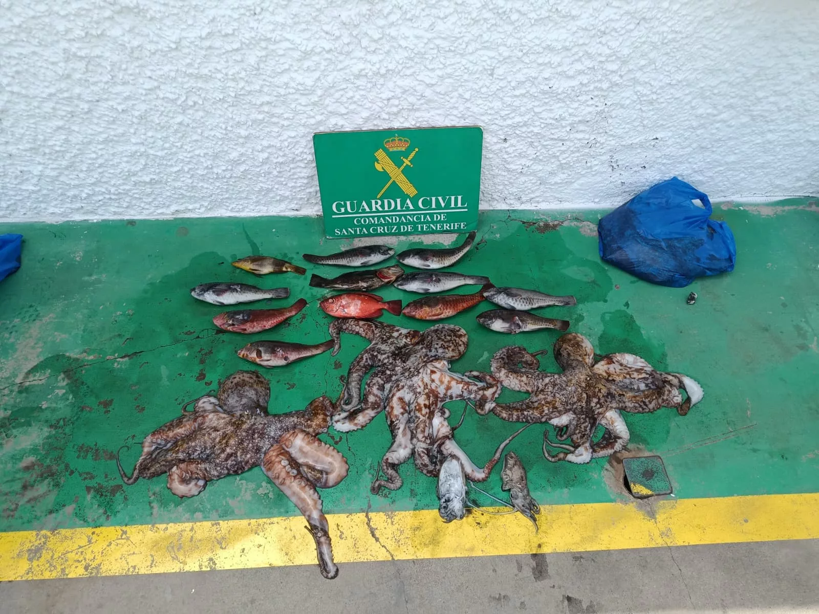 Tres varones pillados con 22 kg de pulpos y peces pescados ilegalmente en zona prohibida de Candelaria.